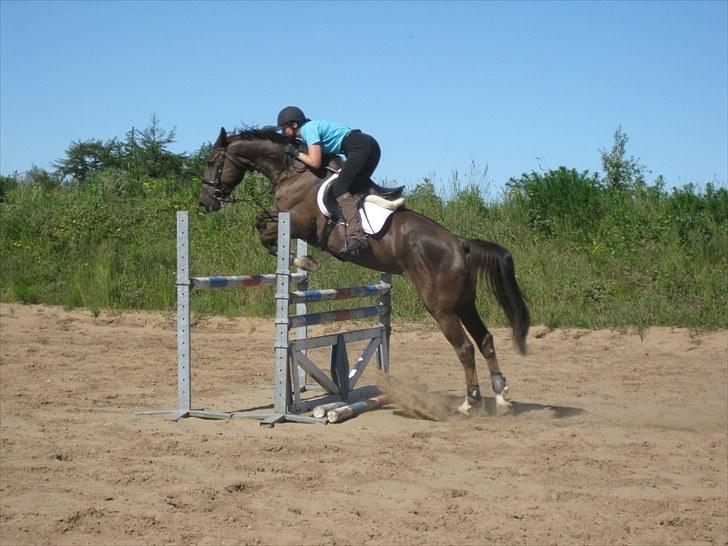 Dansk Varmblod Trueholm's Qumig  billede 4