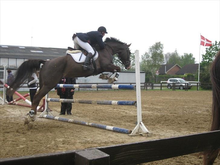 Dansk Varmblod Trueholm's Qumig  billede 5