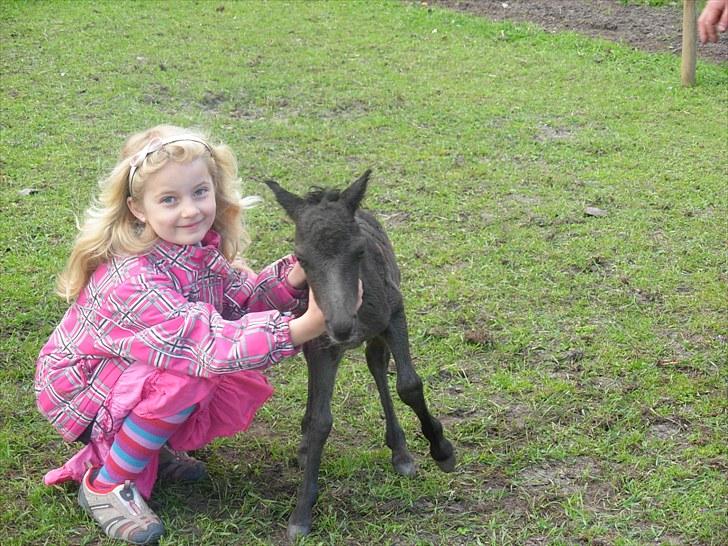 Miniature Prinsesse (solgt) - Prinsessens første kontakt til mennesker ca 1 time gammel. billede 1