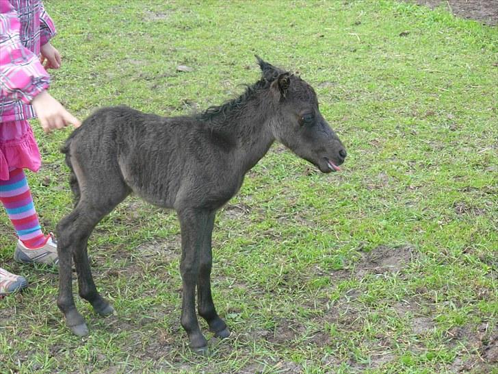 Miniature Prinsesse (solgt) - uha jeg slap fri hvor står min mor nu henne. billede 3