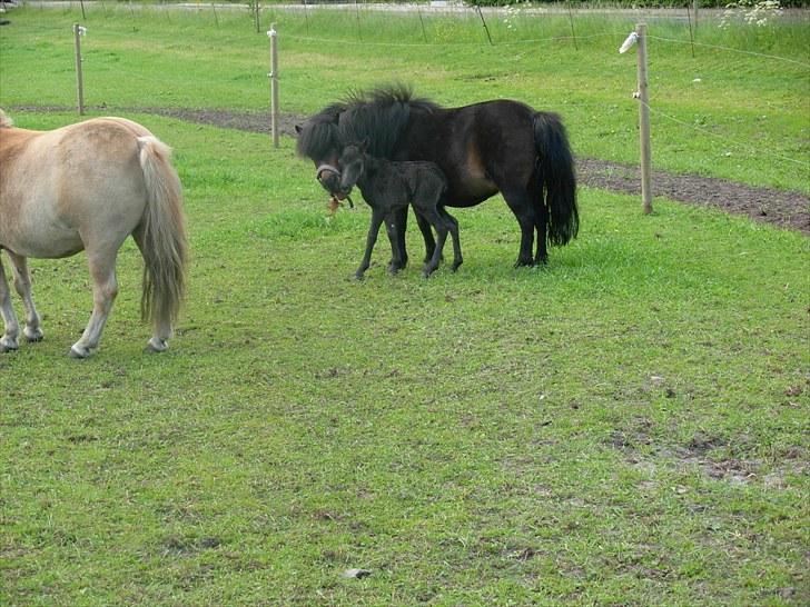 Miniature Prinsesse (solgt) - Mor mor de mennesker er skrækkelige de vil snakke med mig  billede 4