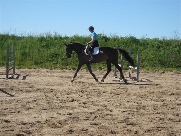 Dansk Varmblod Trueholm's Qumig  billede 6