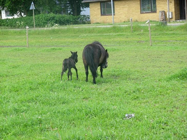 Miniature Prinsesse (solgt) - Jubii vi går da bare vores vej billede 5