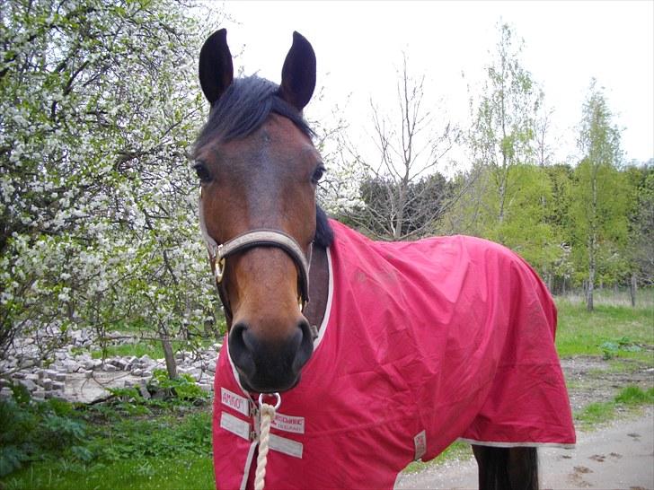 Dansk Varmblod Retorik billede 19