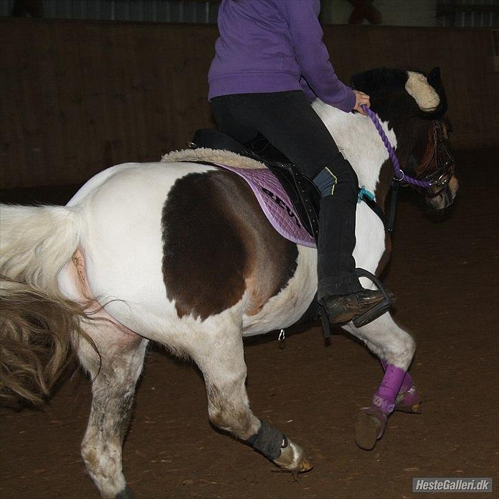 Anden særlig race Revy<3 - ? foto Marlene billede 13