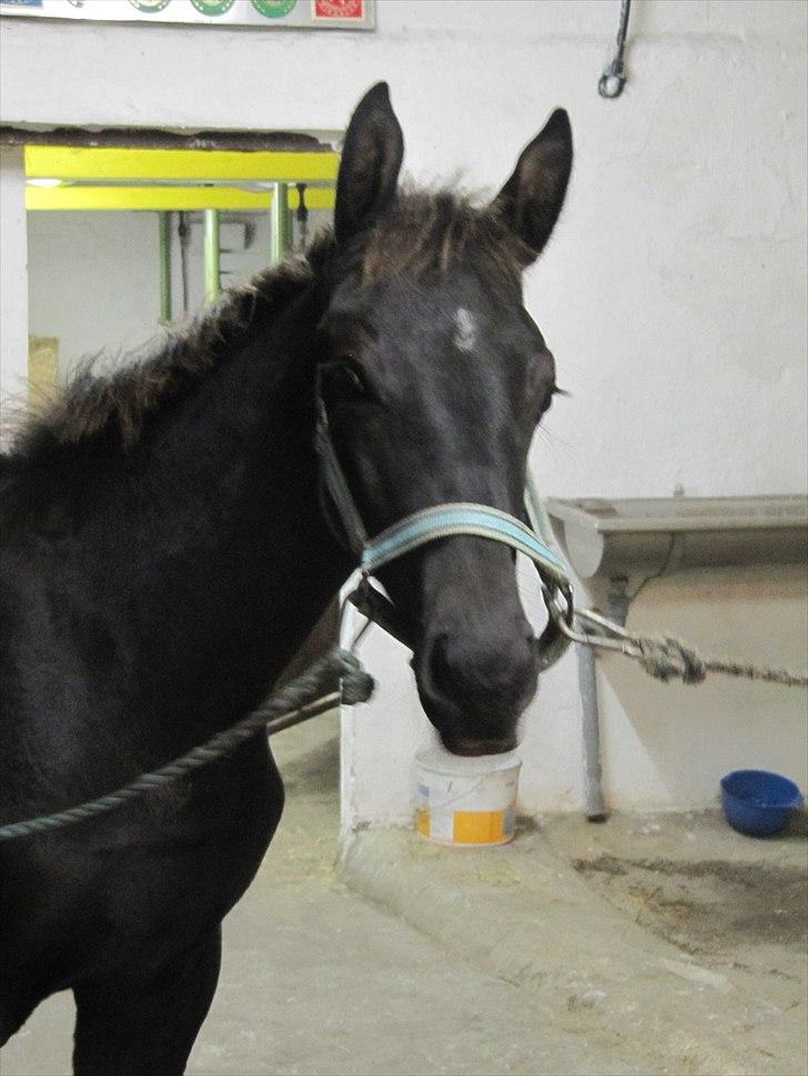 Anden særlig race Colardo - 4 mdr. billede 14