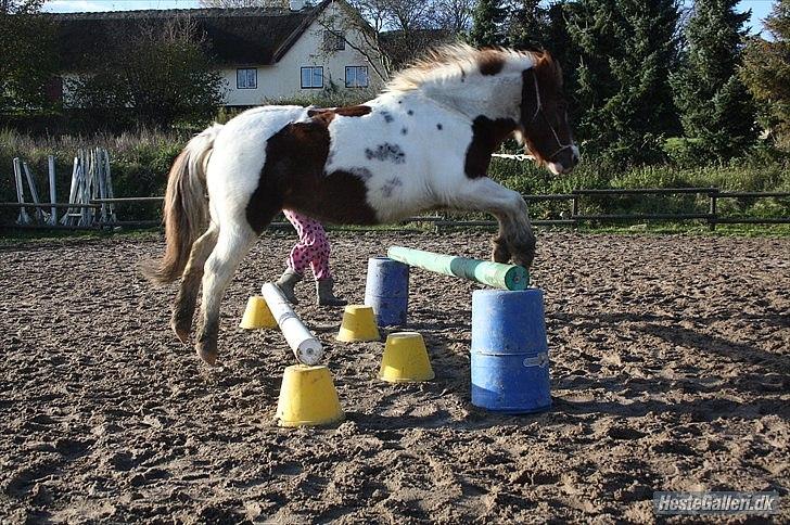 Anden særlig race Speedy *Solgt* :'( - Lidt spring i longe billede 17