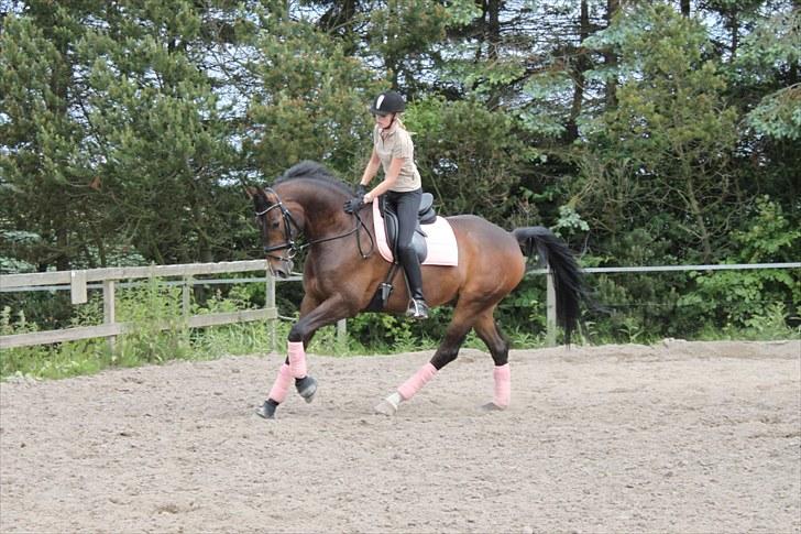 Dansk Varmblod Ullerups Dirk <3 - Ros skal der til når man er sød :) billede 8