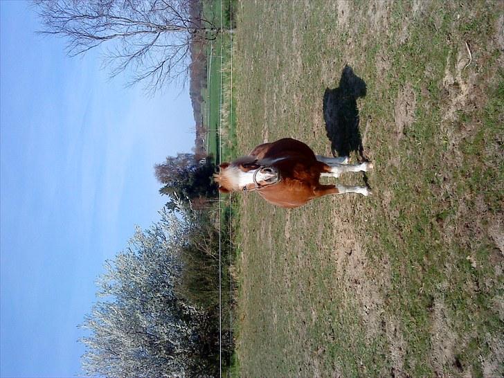 Shetlænder  † Nikoline † billede 7