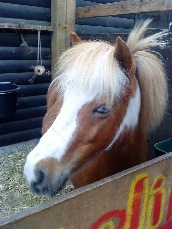 Shetlænder  † Nikoline † billede 9