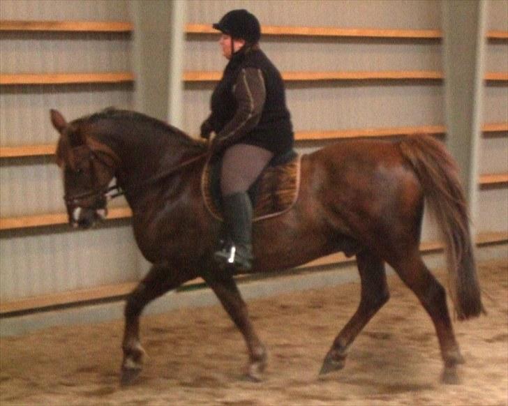 Anden særlig race Coco *R.I.P.* dejlige hest billede 11