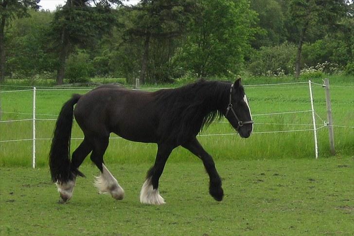 Tinker Joey Mac Nessa billede 11