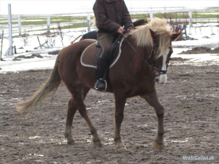New Forest Sun Fire l Soulmate l - Dressurtræning 9.1.11 * foto: sofie*  billede 8