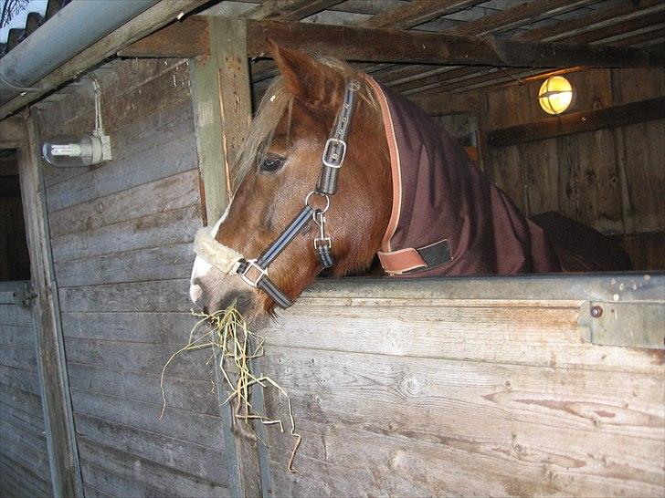 New Forest Sun Fire l Soulmate l - Sonny har fået øje på katten ;) ( meget farlig xD) billede 11