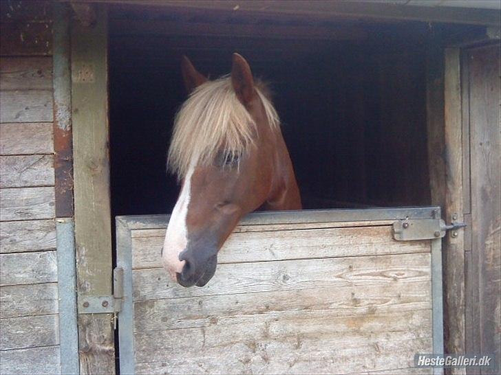 New Forest Sun Fire l Soulmate l - Love ia a war.. 
esay to start, difficult to stop, and never to forget. :'D  billede 13