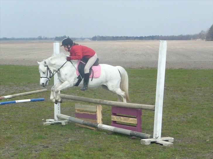 Welsh Mountain (sec A) Rosengårdens Jasmin - springningen på jasmin er snart let, så dejlig let:) billede 12
