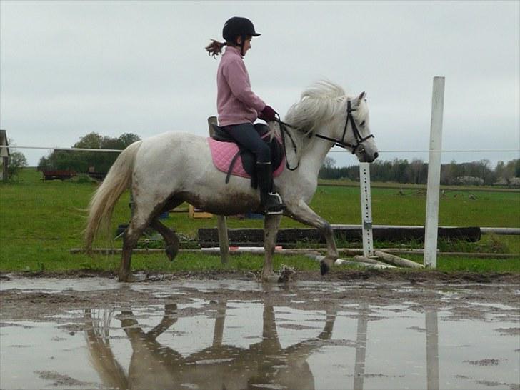 Welsh Mountain (sec A) Rosengårdens Jasmin - jasmin på ridebanen:)  billede 13
