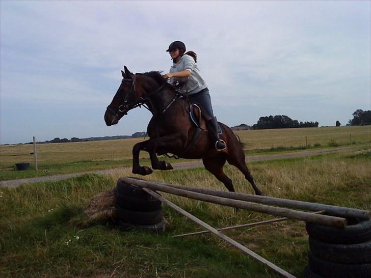 Traver Ibrahim Grau (byttet)  :( - 75 cm og lille oxer billede 11