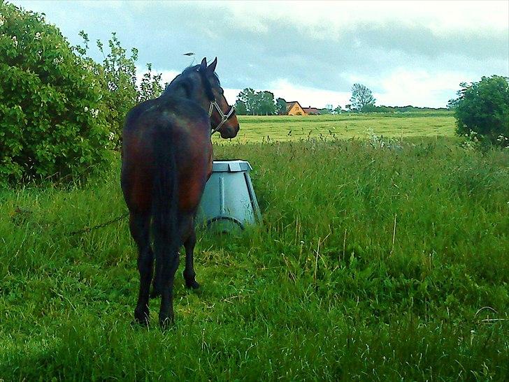 Traver Ibrahim Grau (byttet)  :( billede 12