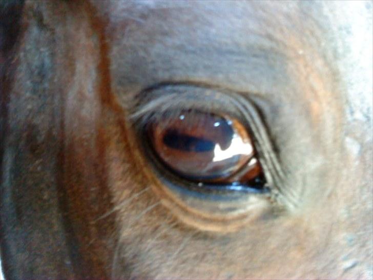 Traver Ibrahim Grau (byttet)  :( billede 13