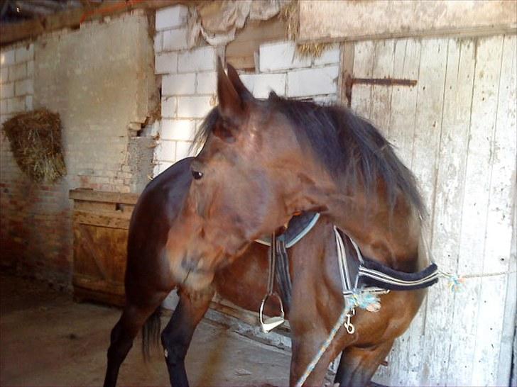 Traver Ibrahim Grau (byttet)  :( billede 14