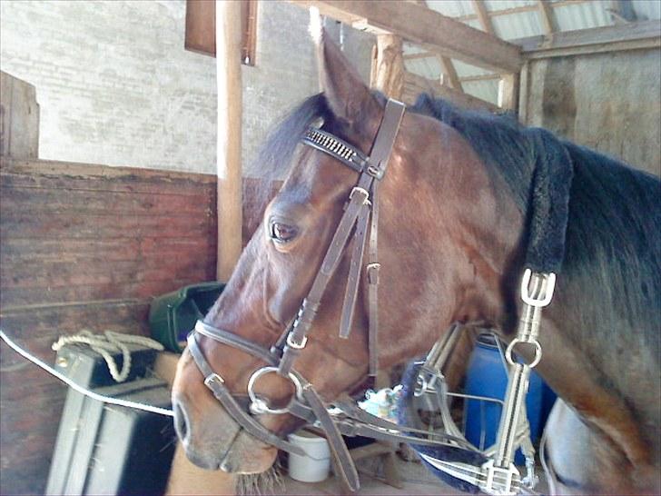 Traver Ibrahim Grau (byttet)  :( billede 15