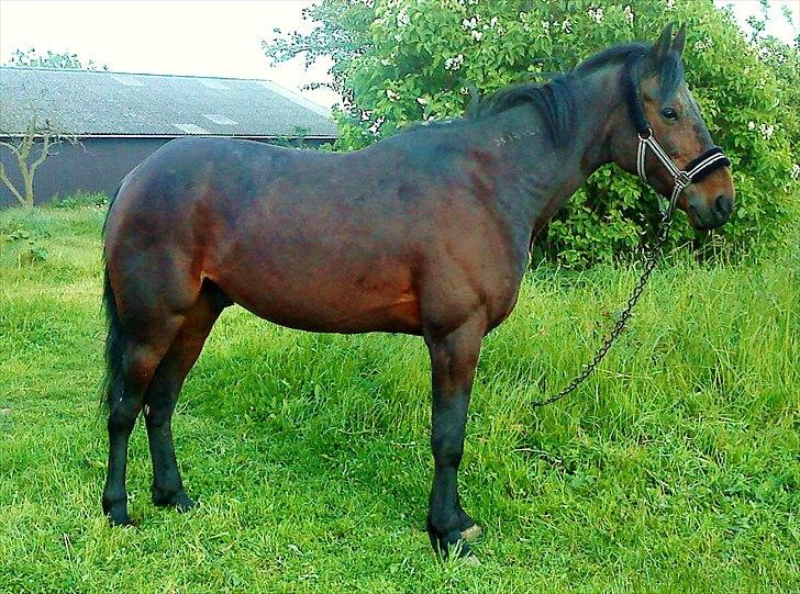 Traver Ibrahim Grau (byttet)  :( billede 16