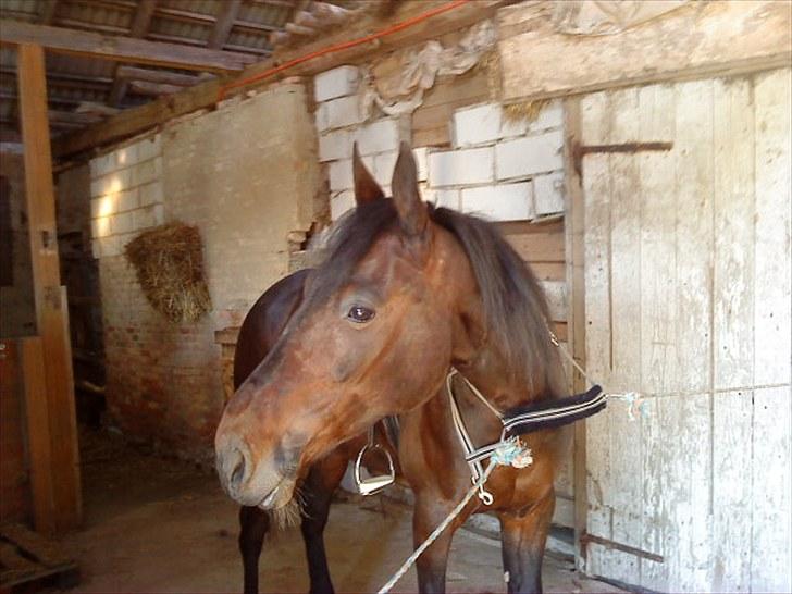 Traver Ibrahim Grau (byttet)  :( billede 17