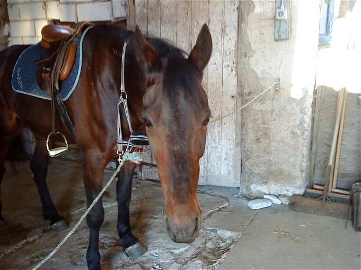 Traver Ibrahim Grau (byttet)  :( billede 18