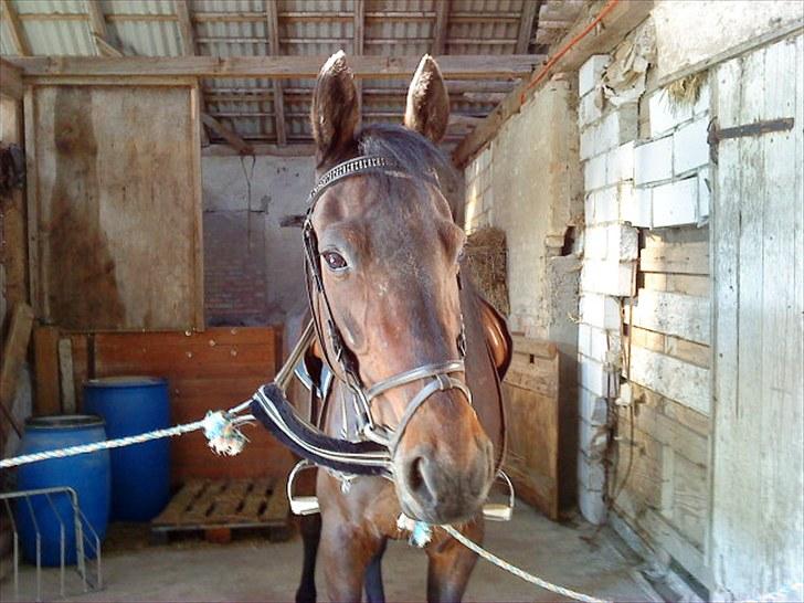 Traver Ibrahim Grau (byttet)  :( billede 19