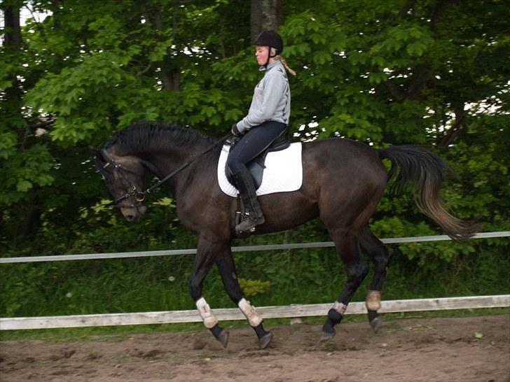 Holstener Lannox Borg-vitz- solgt billede 11