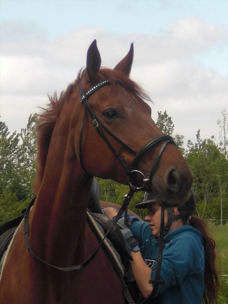 Dansk Varmblod Senta *solgt* - Velkommen til Zentas profil!<3 Jeg elsker dig smukke<3 foto: Chritstina Olsen billede 1