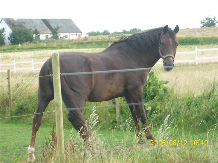 New Forest Elmholts L'amour - velkommen til L´amour billede 1