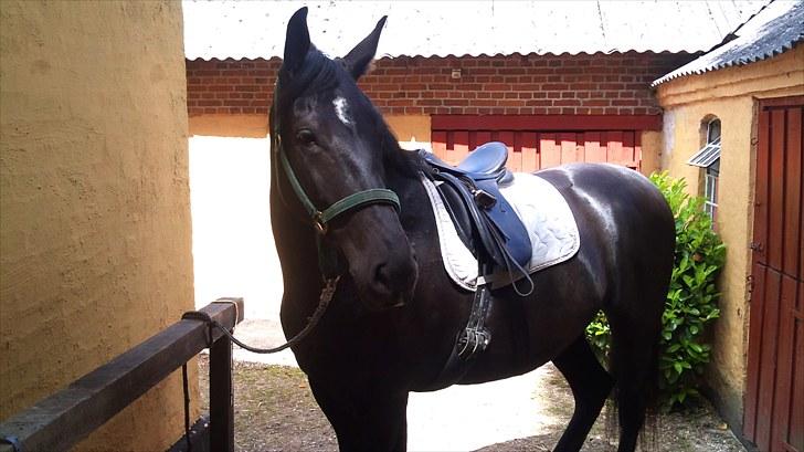 Oldenborg Bell af Vodagergård billede 3
