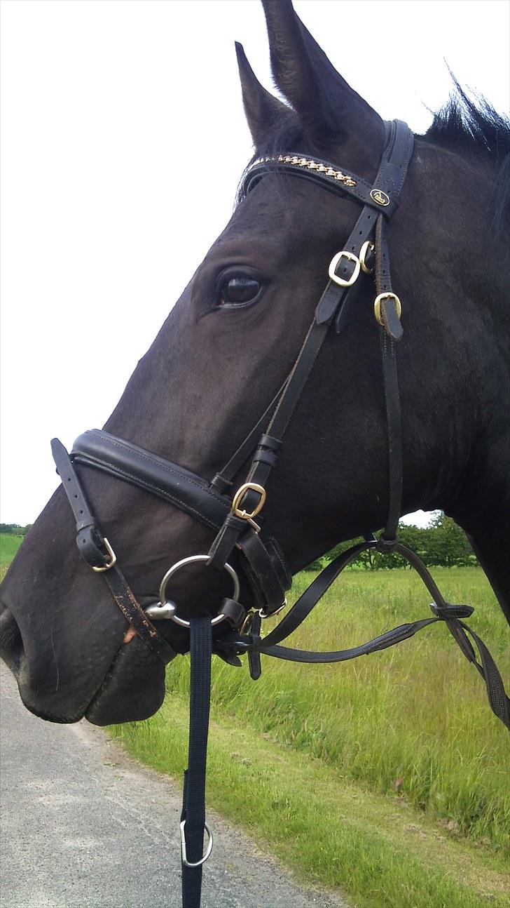 Oldenborg Bell af Vodagergård billede 5