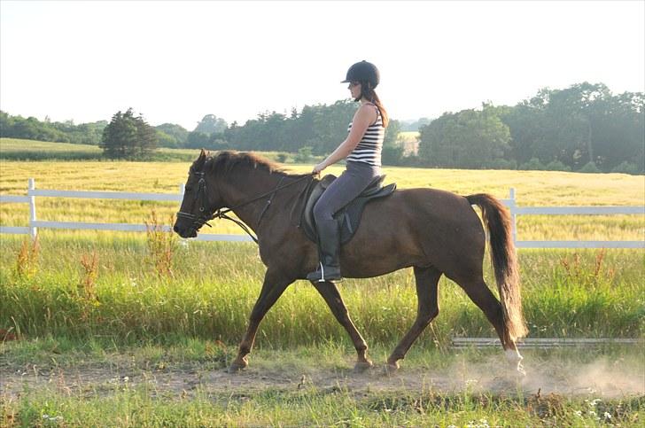 New Forest Elmholts L'amour - sikke nogle ben han lig kan strække ud billede 2