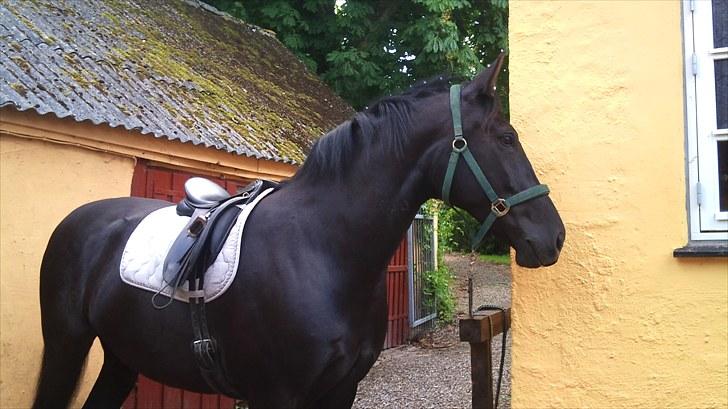 Oldenborg Bell af Vodagergård billede 6