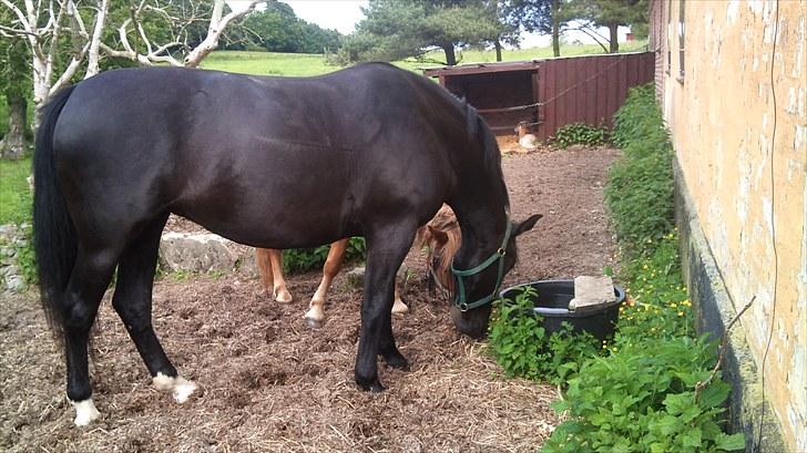 Oldenborg Bell af Vodagergård billede 7