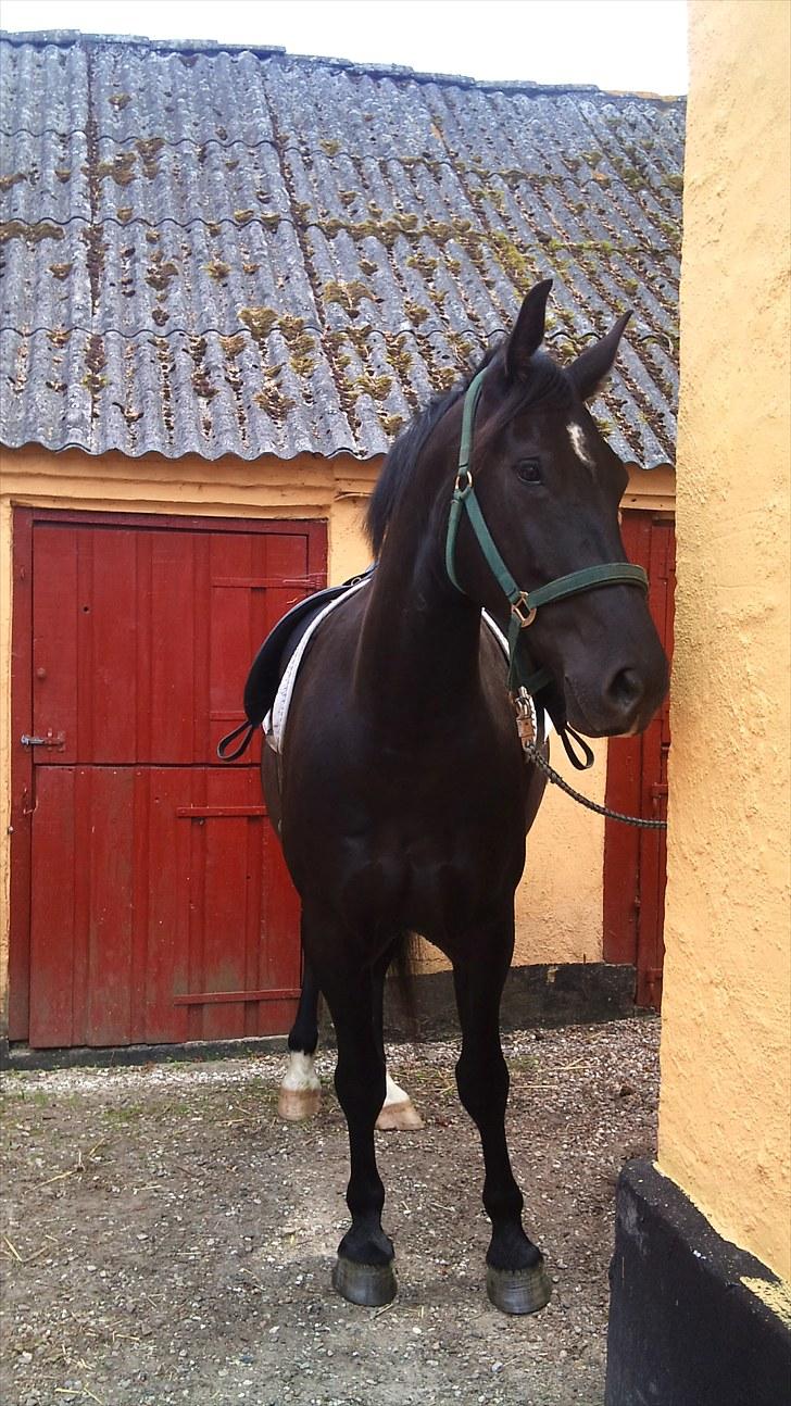 Oldenborg Bell af Vodagergård billede 8