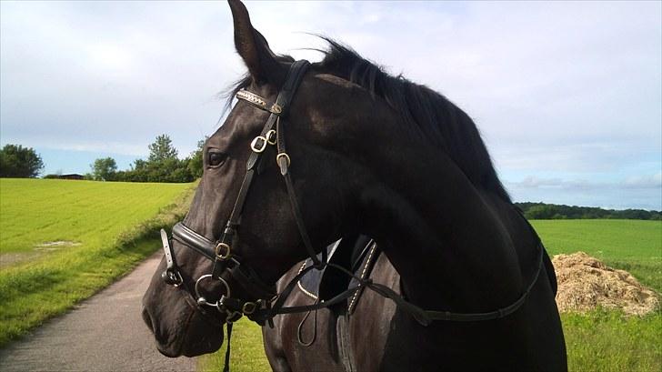 Oldenborg Bell af Vodagergård billede 9