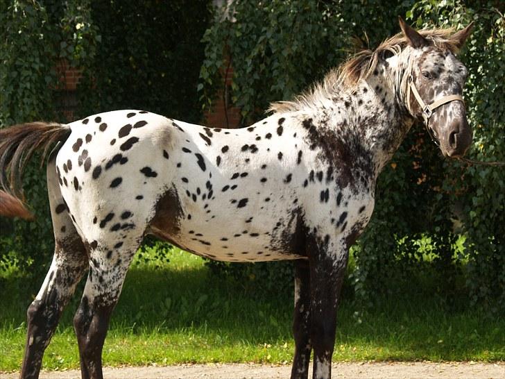 Knabstrupper Damgårds Sebastian *SOLGT* billede 1