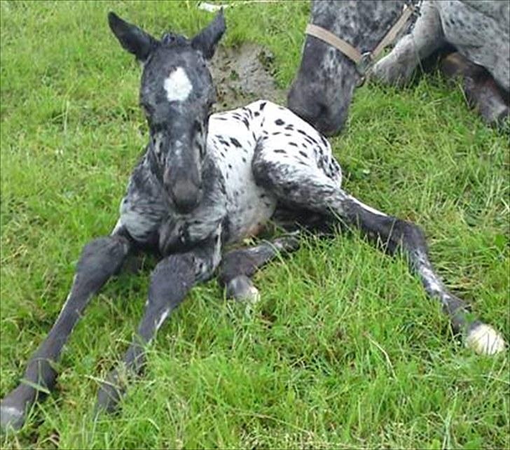 Knabstrupper Damgårds Sebastian *SOLGT* billede 3