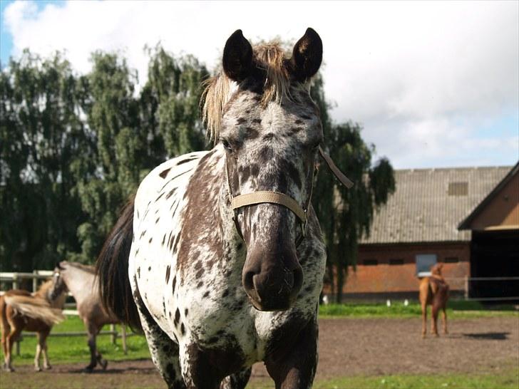 Knabstrupper Damgårds Sebastian *SOLGT* billede 9