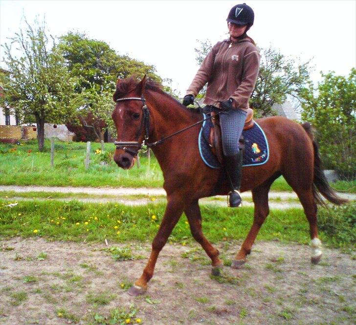 New Forest Elmholts L'amour - uhh så dugtig han er billede 3