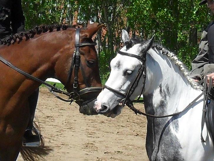 New Forest Elmholts L'amour - bøsse dyret L´amour billede 4