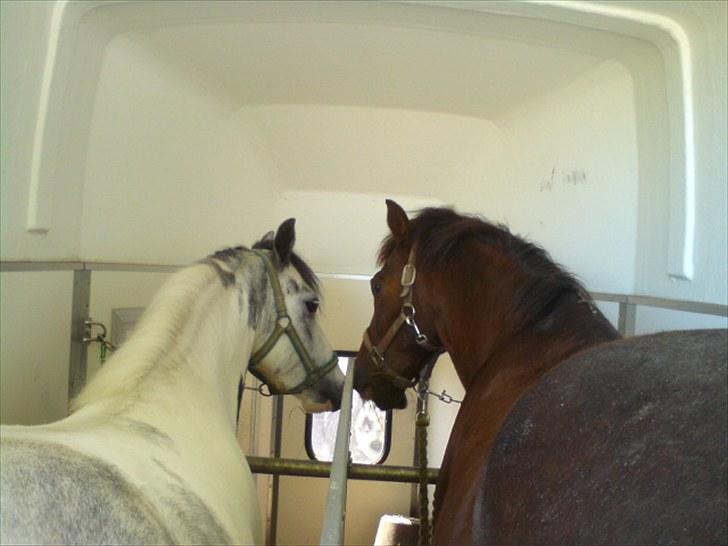 New Forest Elmholts L'amour - bøsse dreng billede 5