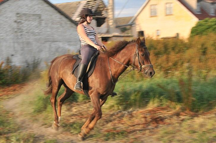 New Forest Elmholts L'amour - yiha billede 6