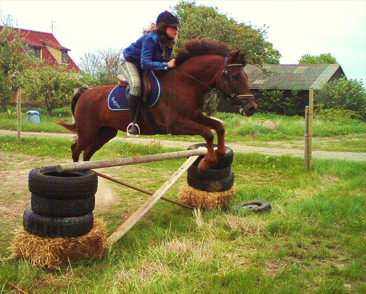 New Forest Elmholts L'amour - jump jump billede 7