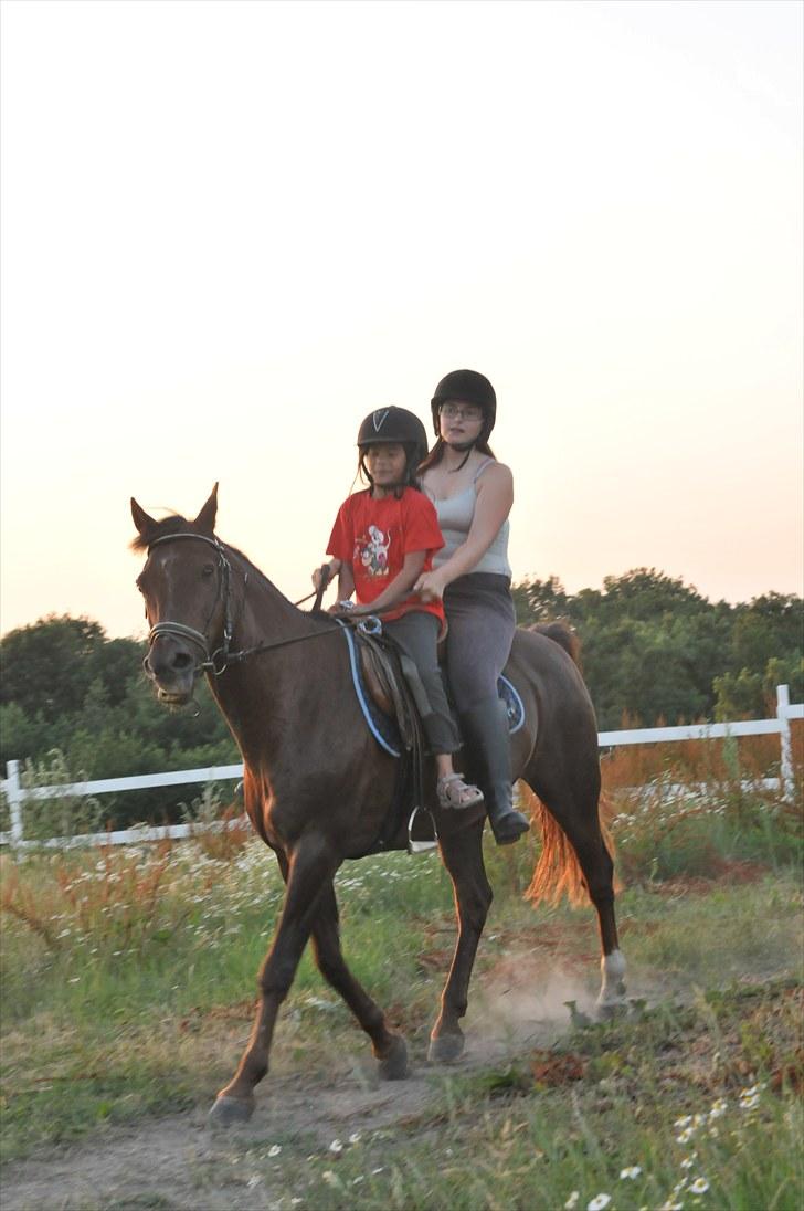 New Forest Elmholts L'amour - nej er det min dreng der ser så dejlig ud billede 8