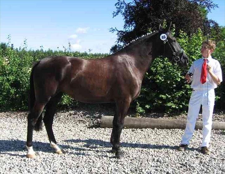 Oldenborg Bell af Vodagergård - Billedet er venligst udlånt af Julie fra vodagergård billede 10